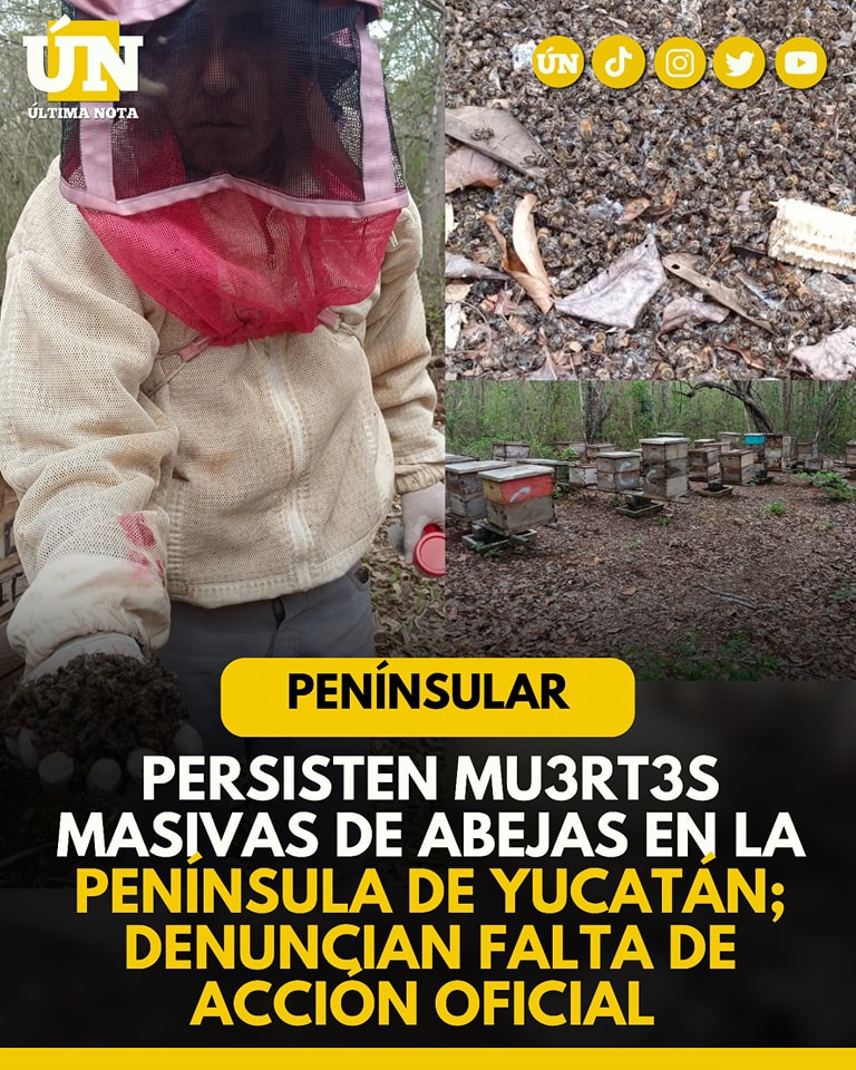 Persisten mu3rt3s masivas de abejas en la Península de Yucatán; denuncian falta de acción oficial