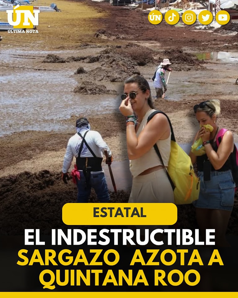 Alerta por sargazo en Quintana Roo: las playas pierden su azul