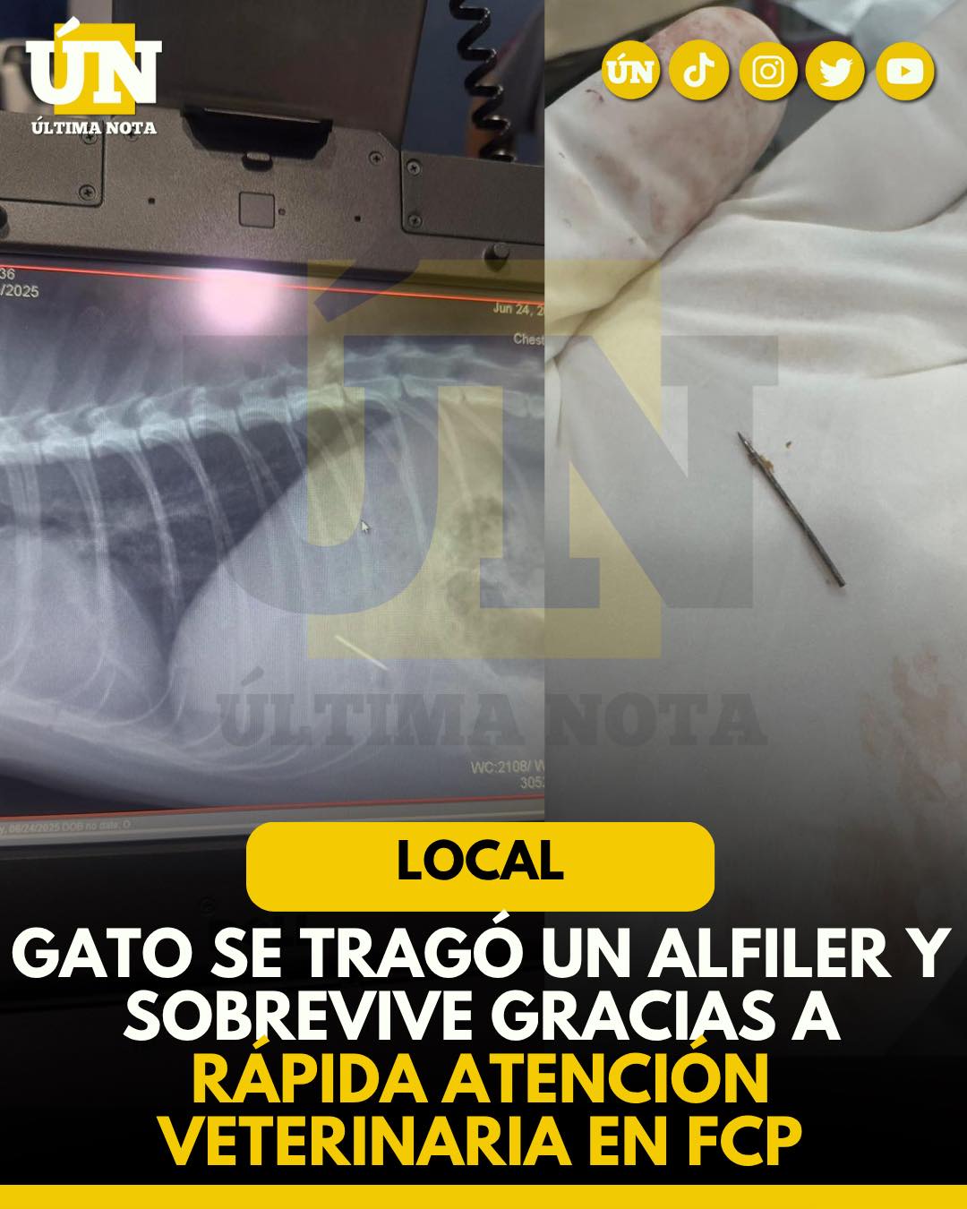 Insólito: gato se tragó un alfiler y sobrevive gracias a rápida atención veterinaria en FCP