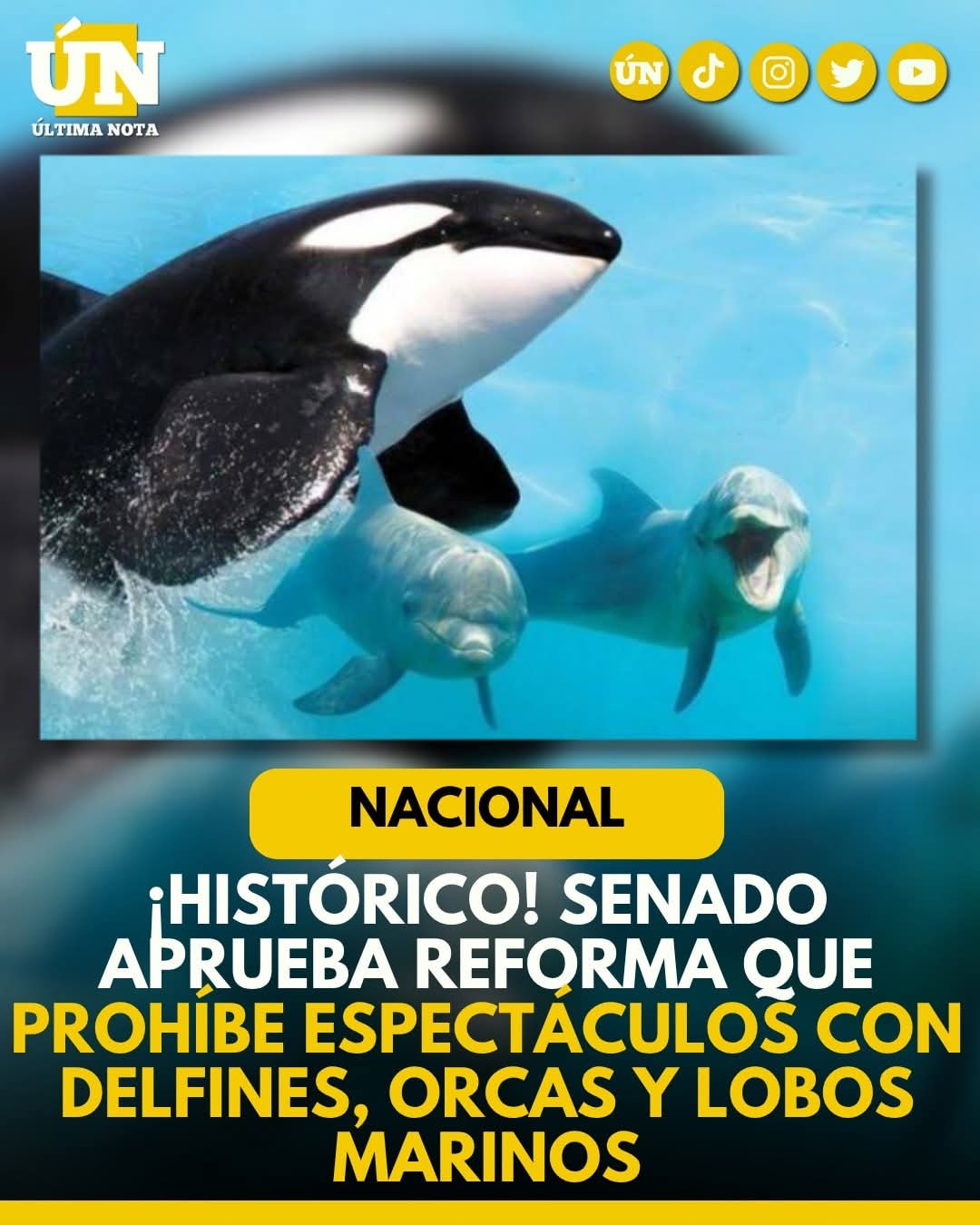 ¡Histórico! Senado aprueba reforma que prohíbe espectáculos con delfines, orcas y lobos marinos.