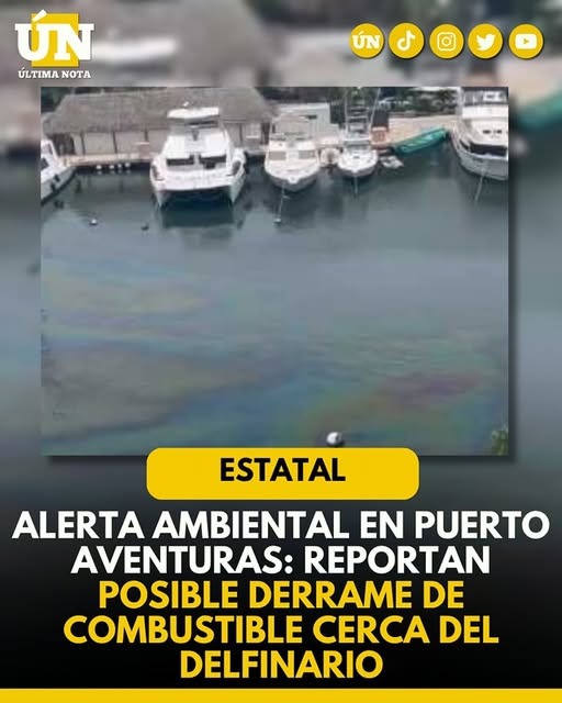 Alerta ambiental en Puerto Aventuras: reportan posible derrame de combustible cerca del delfinario