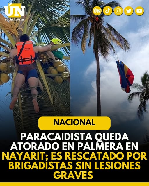 Paracaidista queda atorado en palmera en Nayarit; es rescatado por brigadistas sin lesiones graves