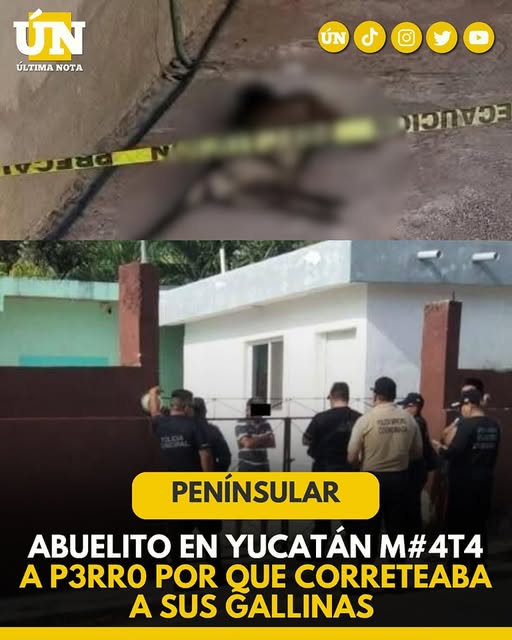 Robin, el perro que solo buscaba cariño, murió de un disp4r0 en Dzidzantún
