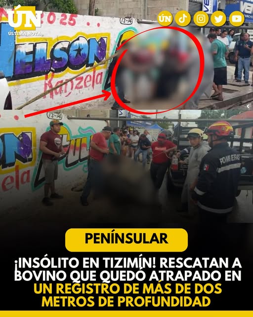 ¡Insólito en Tizimín! Recatan a bovino que quedo atrapado en un registro de más de dos metros de profundidad
