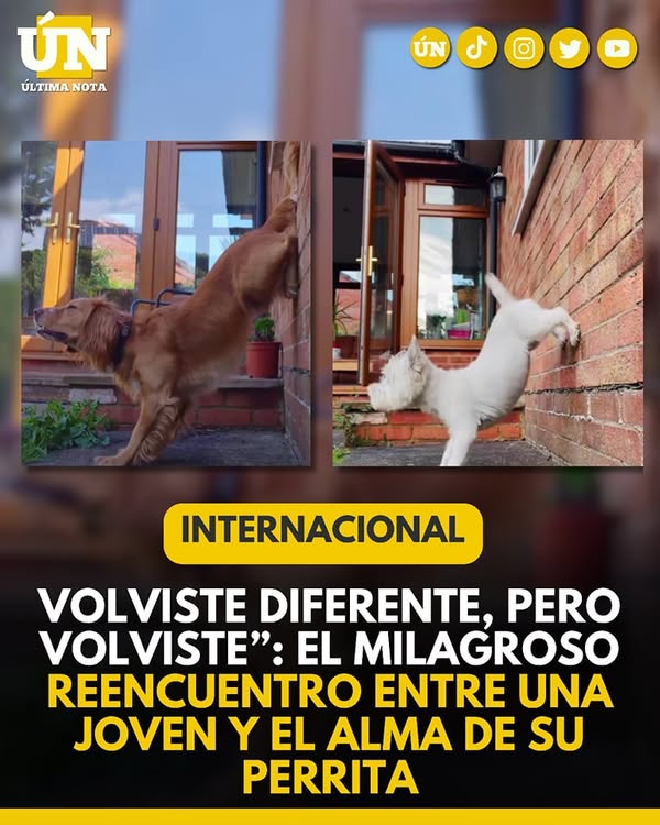 “Volviste diferente, pero volviste”: el milagroso reencuentro entre una joven y el alma de su perrita