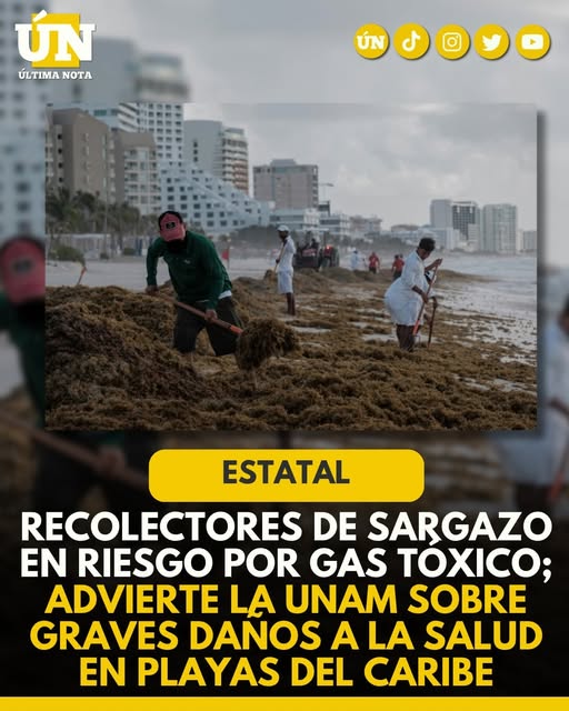 Recolectores de sargazo en riesgo por gas tóxico; advierte la UNAM sobre graves daños a la salud en playas del Caribe