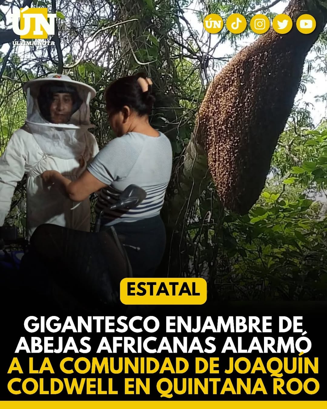 Gigantesco enjambre de abejas desata alarma en comunidad rural de Quintana Roo