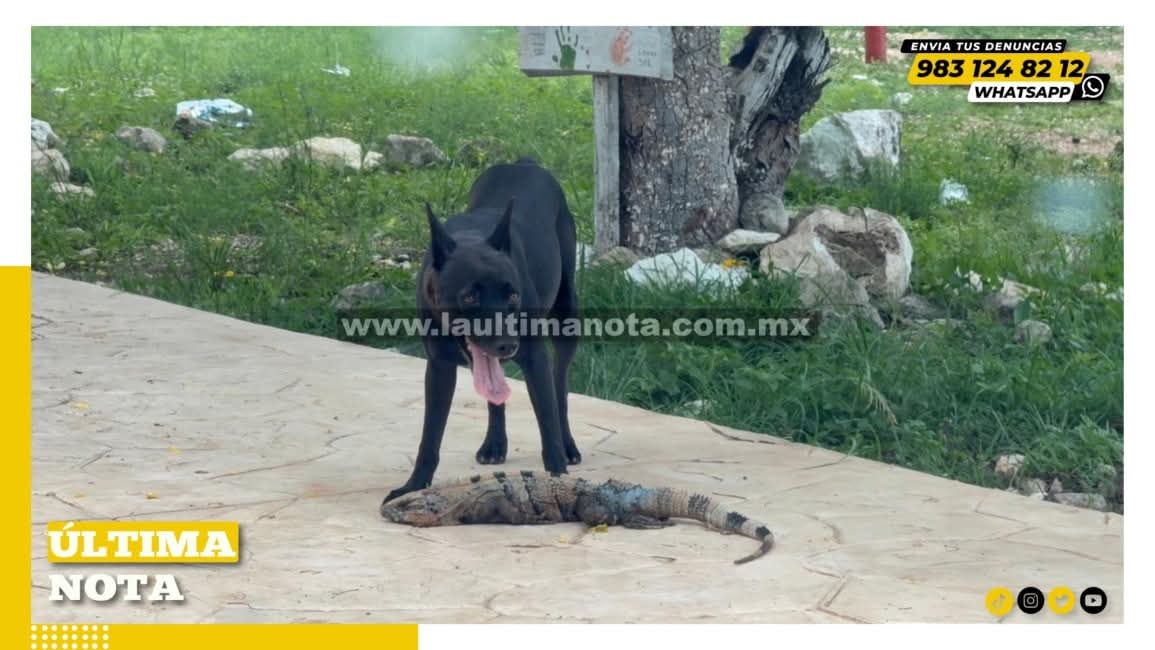 “Héroe o villano: perro se convierte en ‘cazador’ en pleno patio y deja sin aliento a una iguana”.