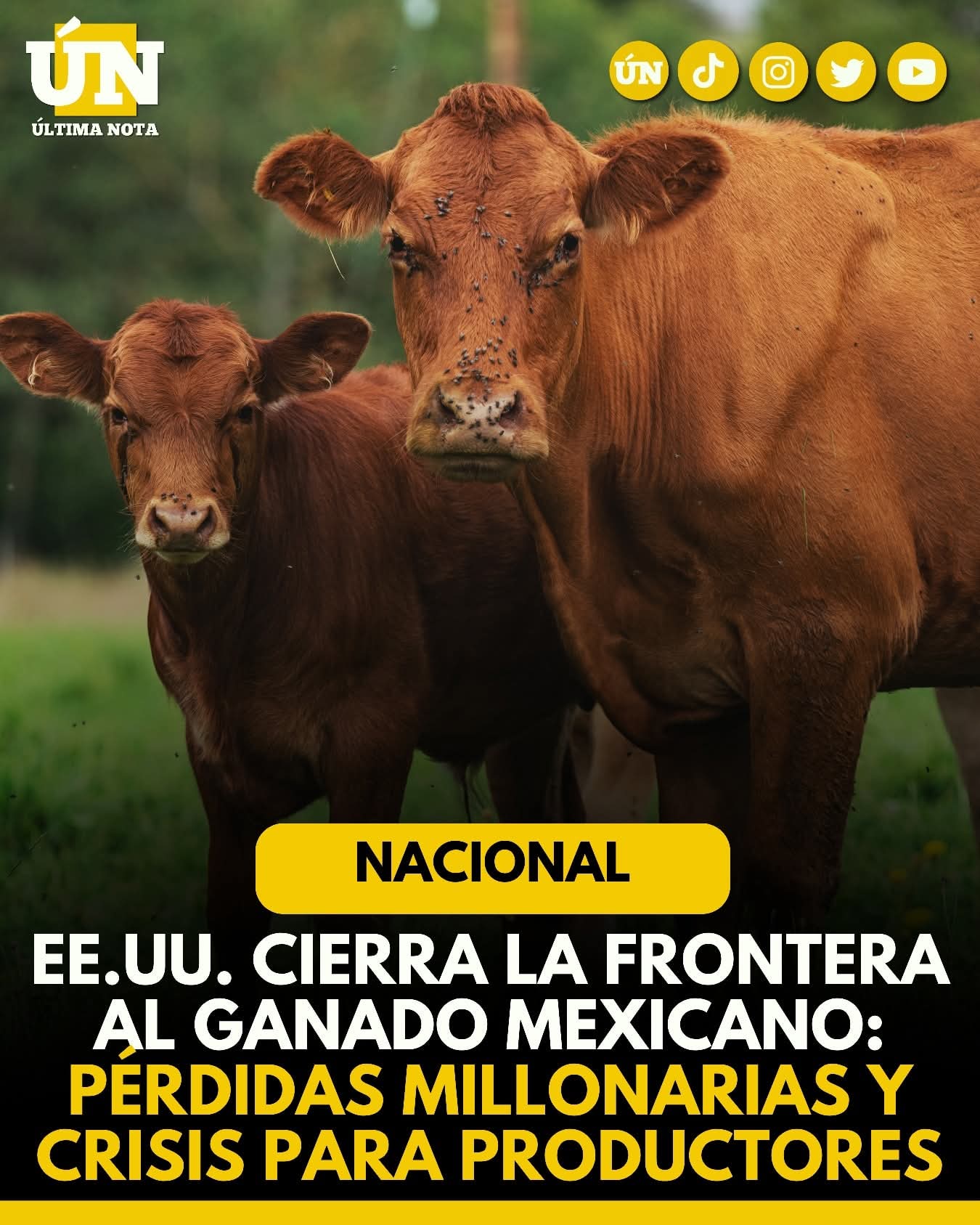 Nuevo cierre fronterizo de EE.UU. al ganado mexicano genera pérdidas millonarias y agudiza crisis en el norte del país.