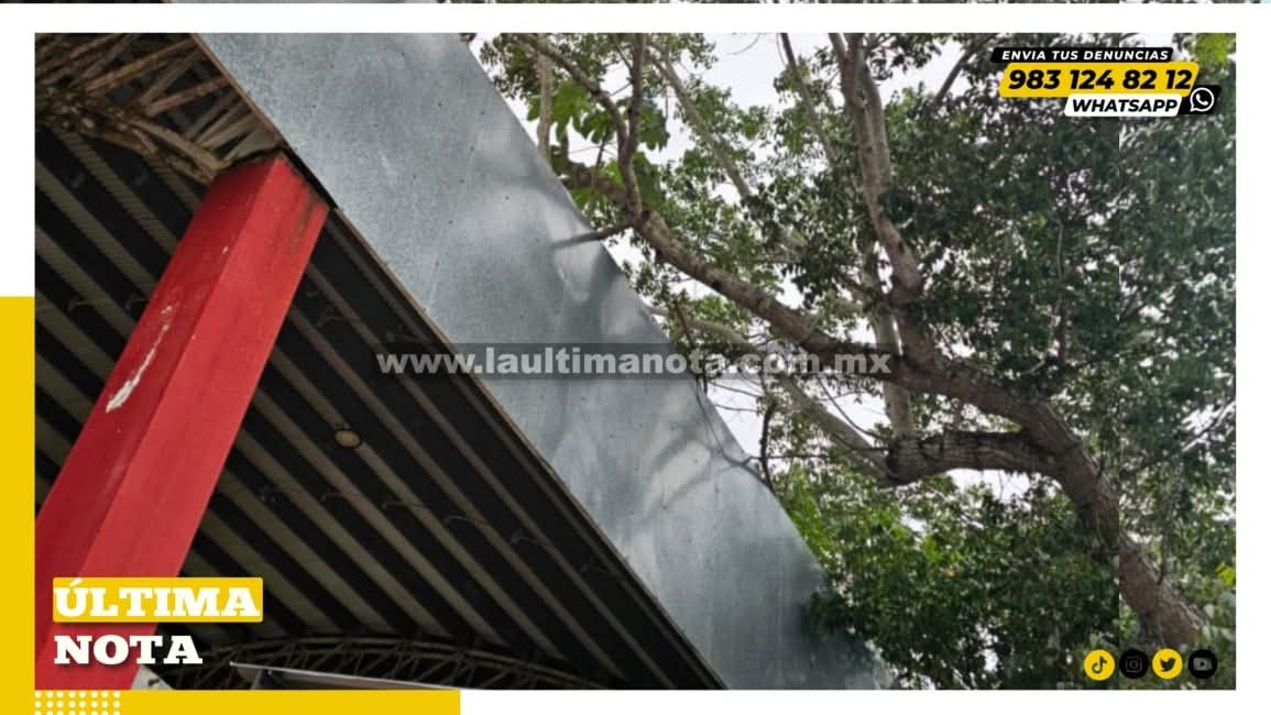 Vecinos solicitan poda preventiva de árbol en colonia Emiliano Zapata I.