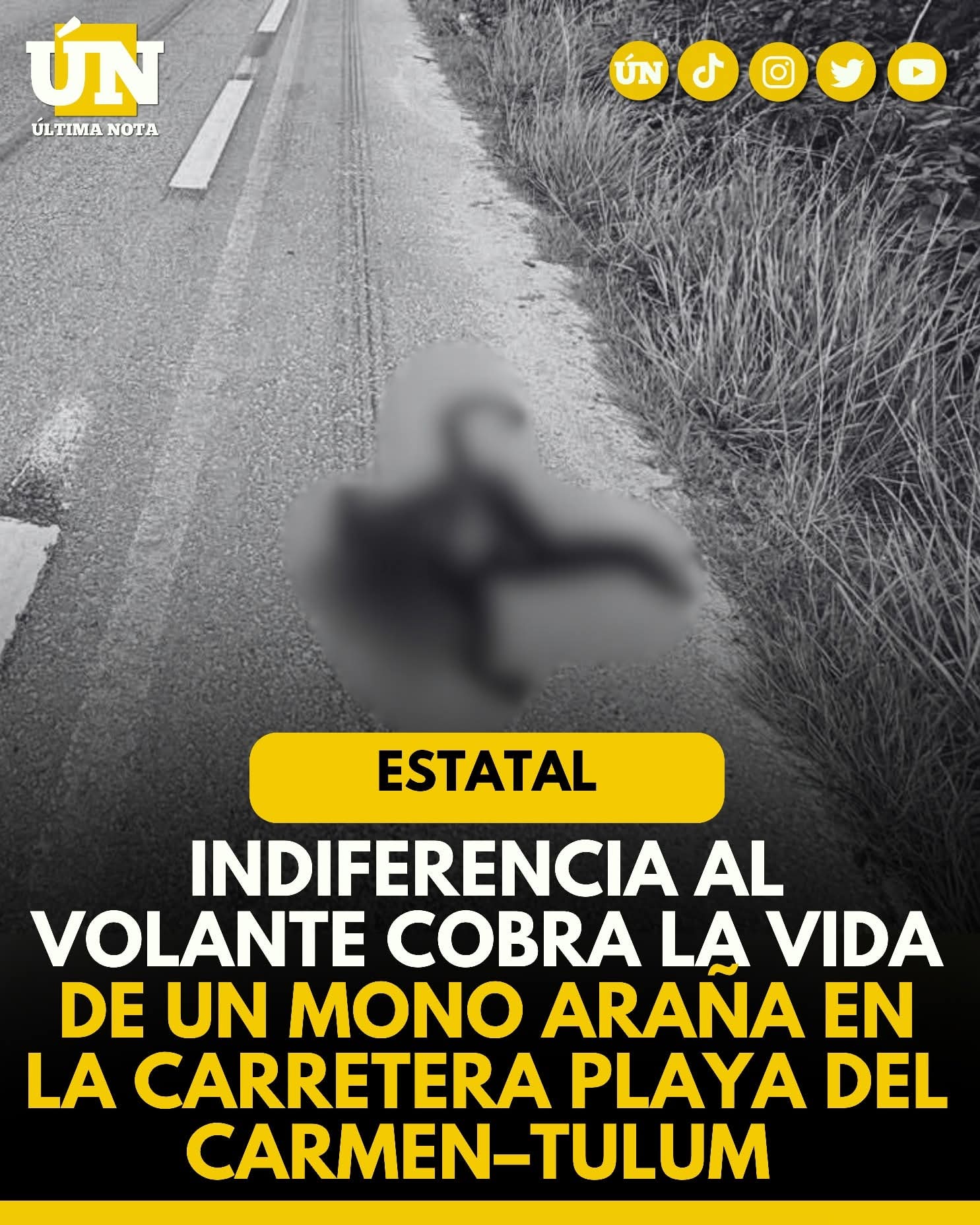 Indiferencia al volante cobra la vida de un mono araña en la carretera Playa del Carmen–Tulum.