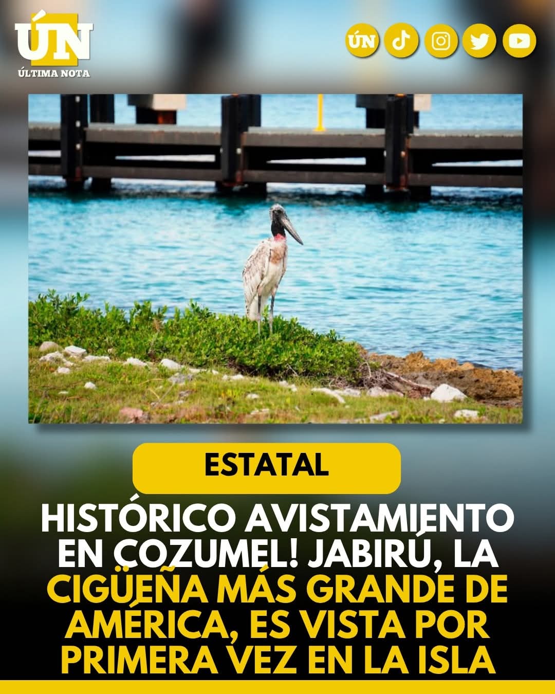 ¡Histórico avistamiento en Cozumel! Jabirú, la cigüeña más grande de América, es vista por primera vez en la isla.
