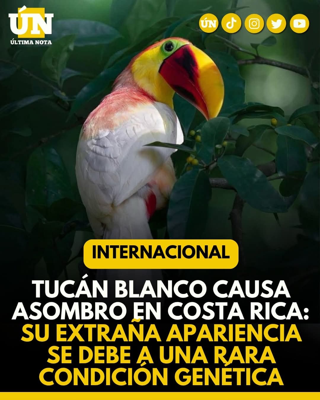 Tucán blanco causa asombro en Costa Rica: su extraña apariencia se debe a una rara condición genética.