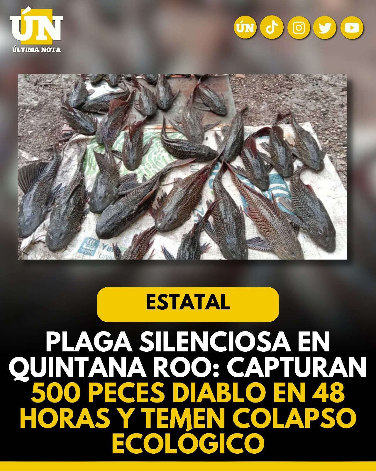 Plaga silenciosa en Quintana Roo: capturan 500 peces diablo en 48 horas y temen colapso ecológico.