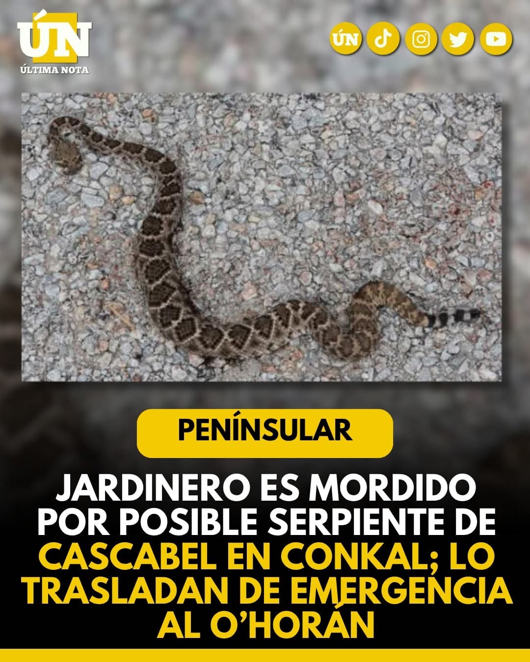 Jardinero es m0rd1d0 por posible serpiente de cascabel en Conkal; lo trasladan de emergencia al O’Horán.