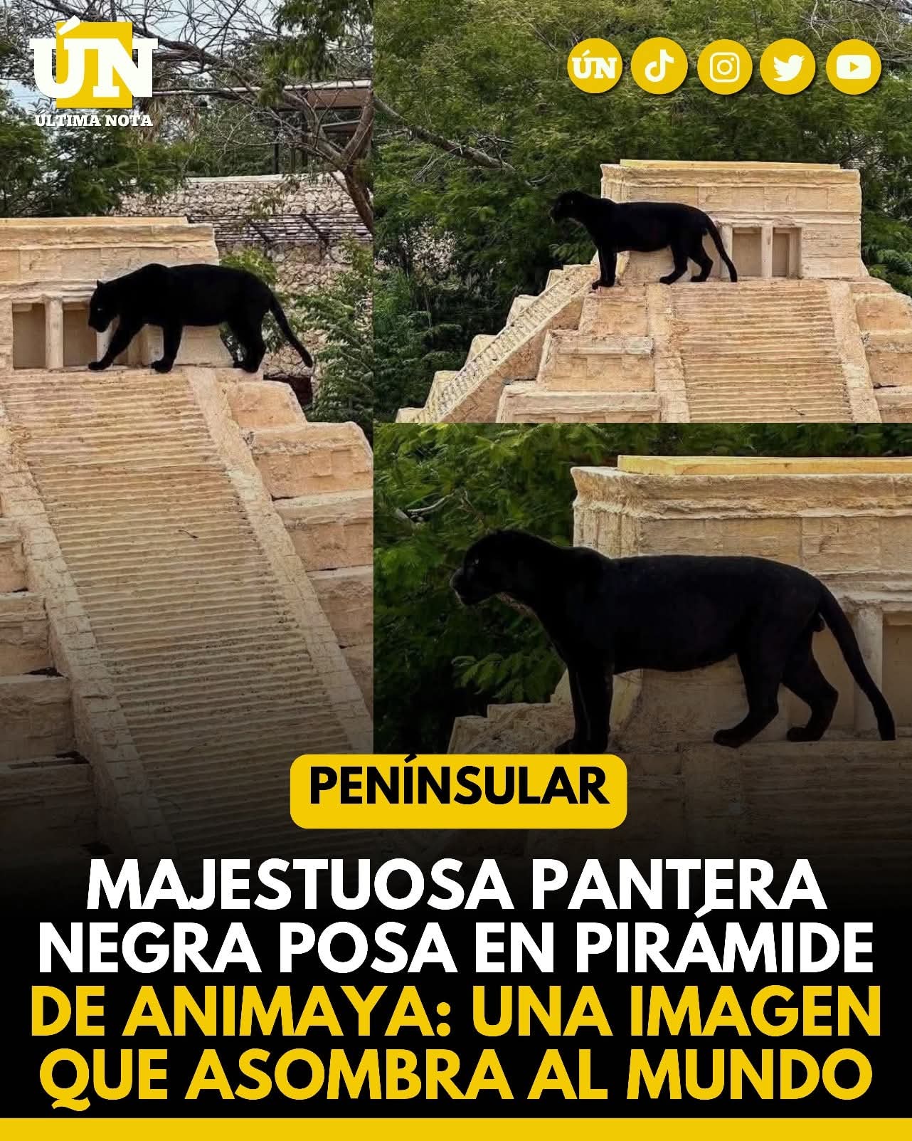 Majestuosa pantera negra posa en pirámide de Animaya: una imagen que asombra al mundo.
