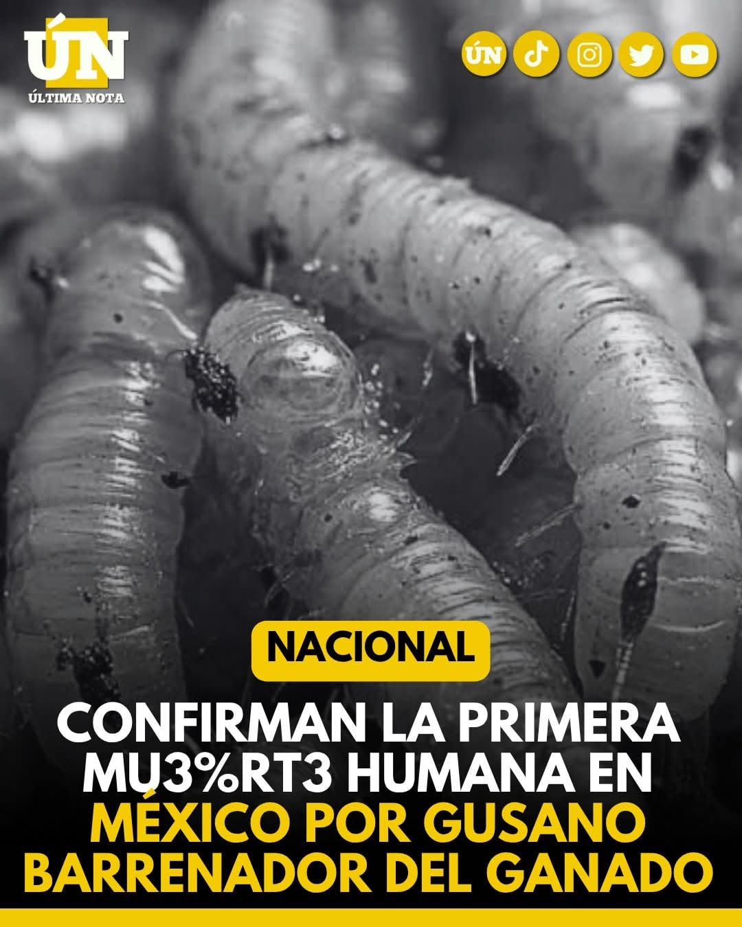 Confirman la primera mu3rt3 humana en México por gusano barrenador del ganado.