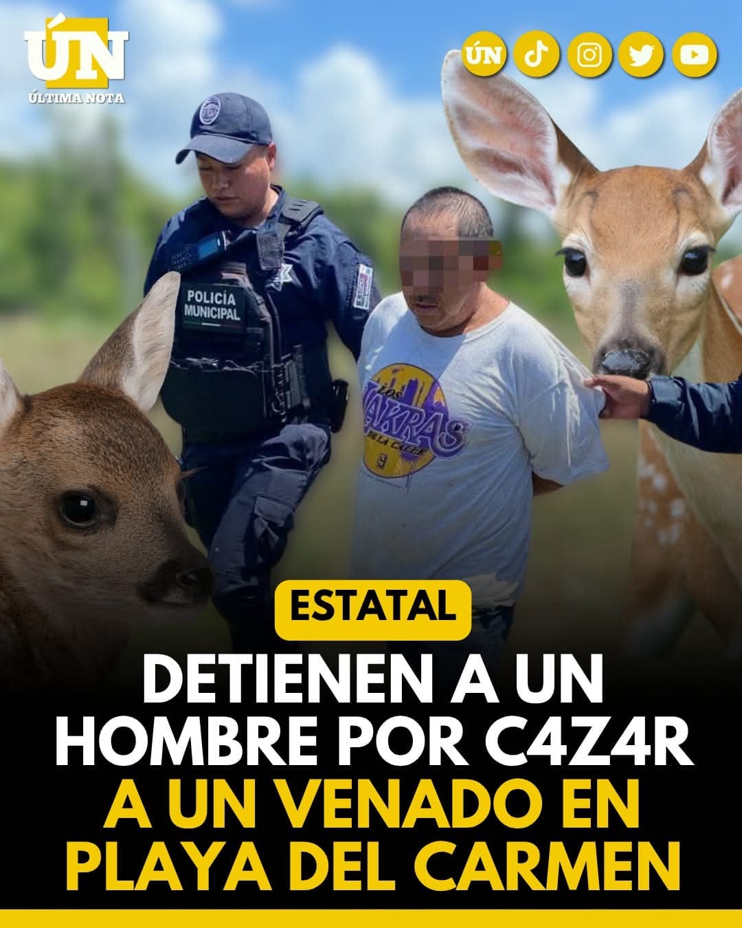 Lo c4zó y lo c4z4ron: detienen a hombre por m4t4r a un venado en zona protegida de Xcalacoc.