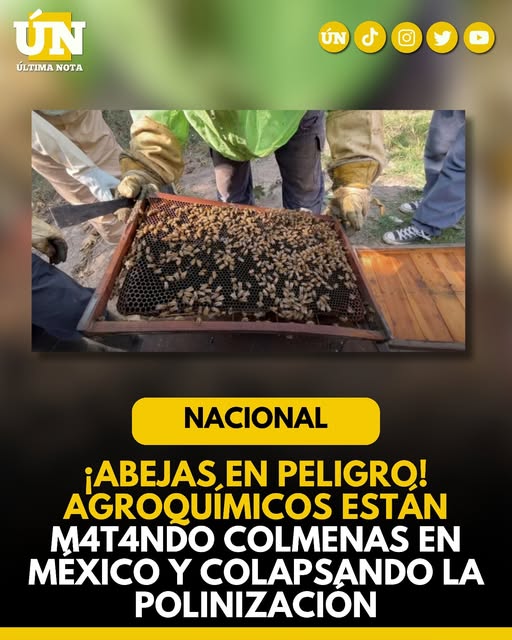 ¡Abejas en peligro! Agroquímicos están m4t4nd0 colmenas en México y colapsando la polinización