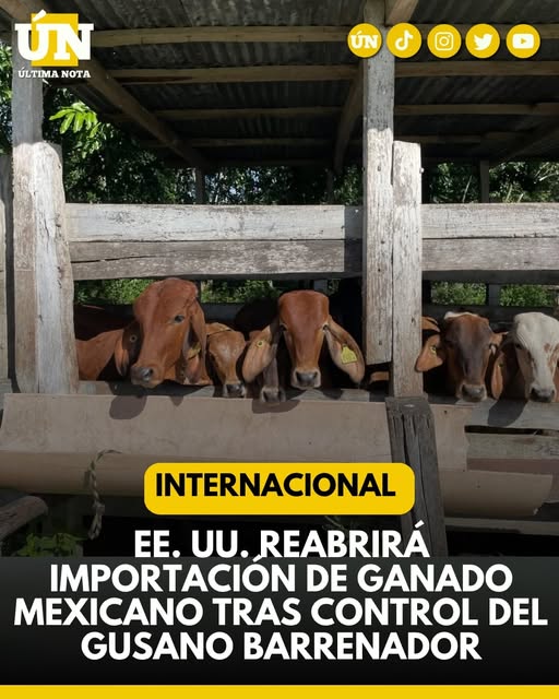 ¡Buenas noticias para el campo! EE. UU. reabrirá importación de ganado mexicano tras control del gusano barrenador