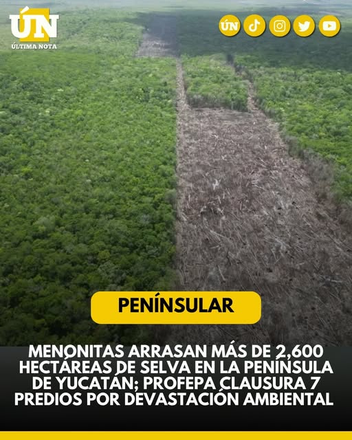 Menonitas arrasan más de 2,600 hectáreas de selva en la Península de Yucatán; Profepa clausura 7 predios por devastación ambiental