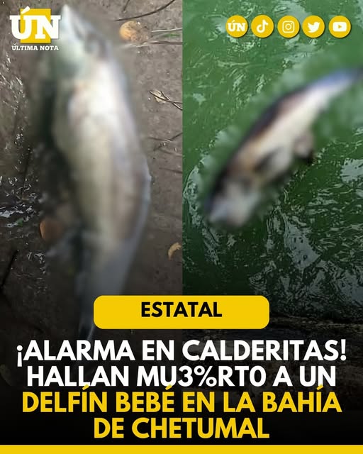 ¡Alarma en Calderitas! Hallan muerto a un delfín bebé en la bahía de Chetumal