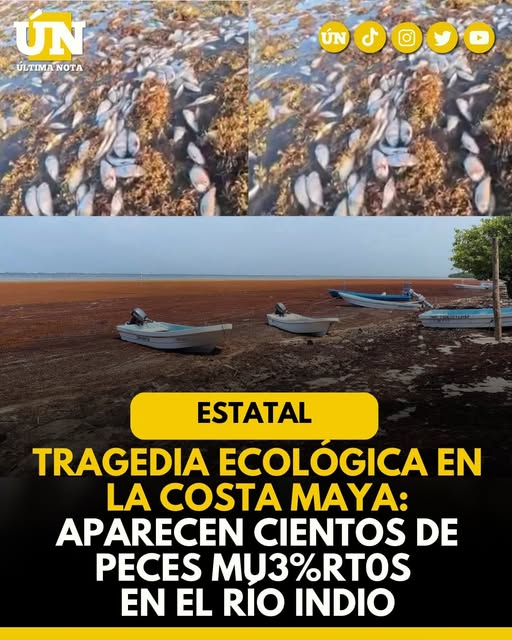 Tragedia ecológica en la Costa Maya: Aparecen cientos de peces mu3%rt0s en el río Indio