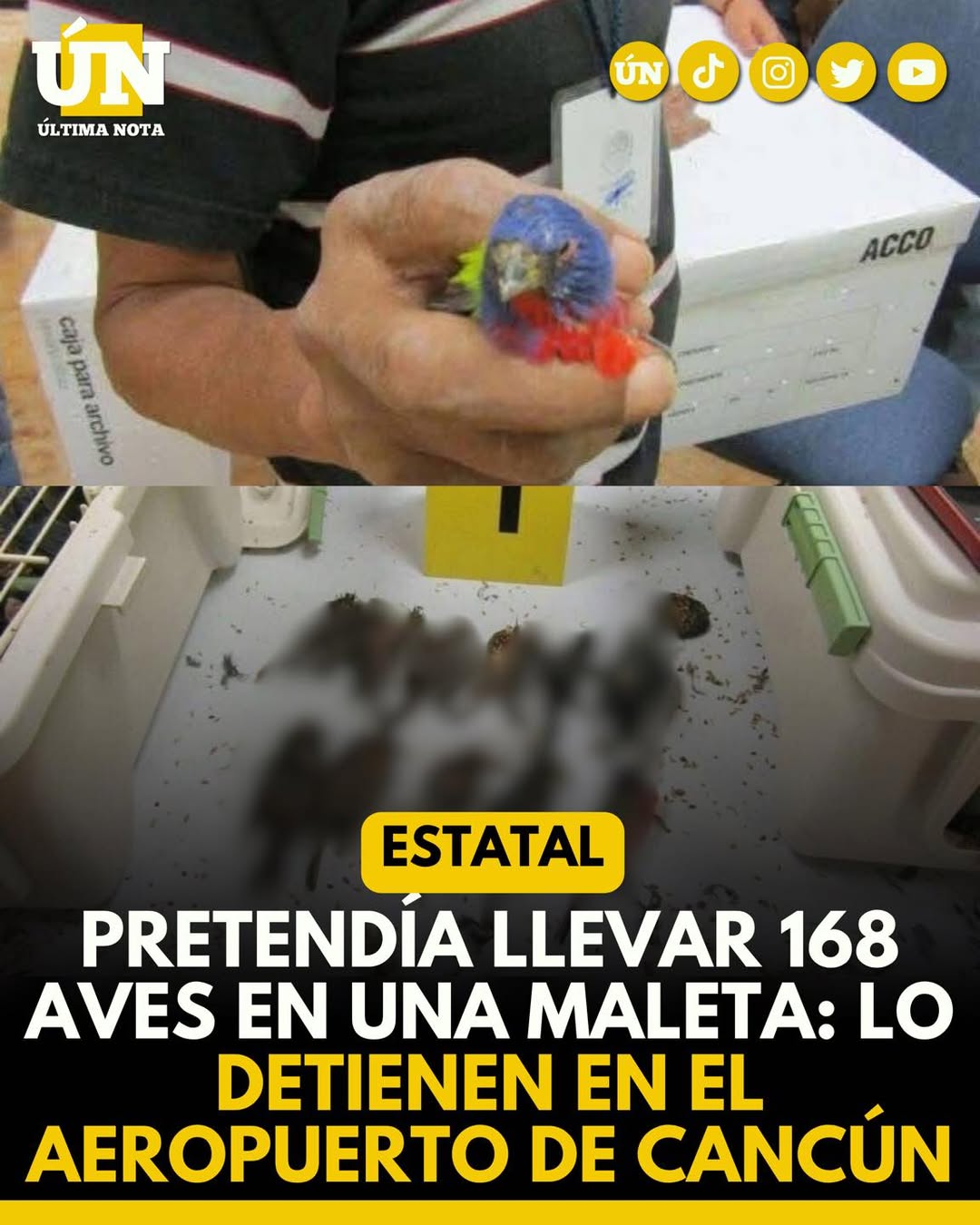 Pretendía llevar 168 aves en una maleta: lo detienen en el aeropuerto de Cancún