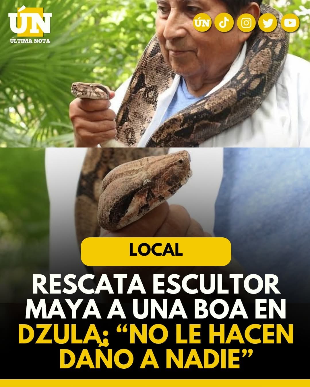 Rescata escultor maya a una boa en Dzula: “No le hacen daño a nadie”.
