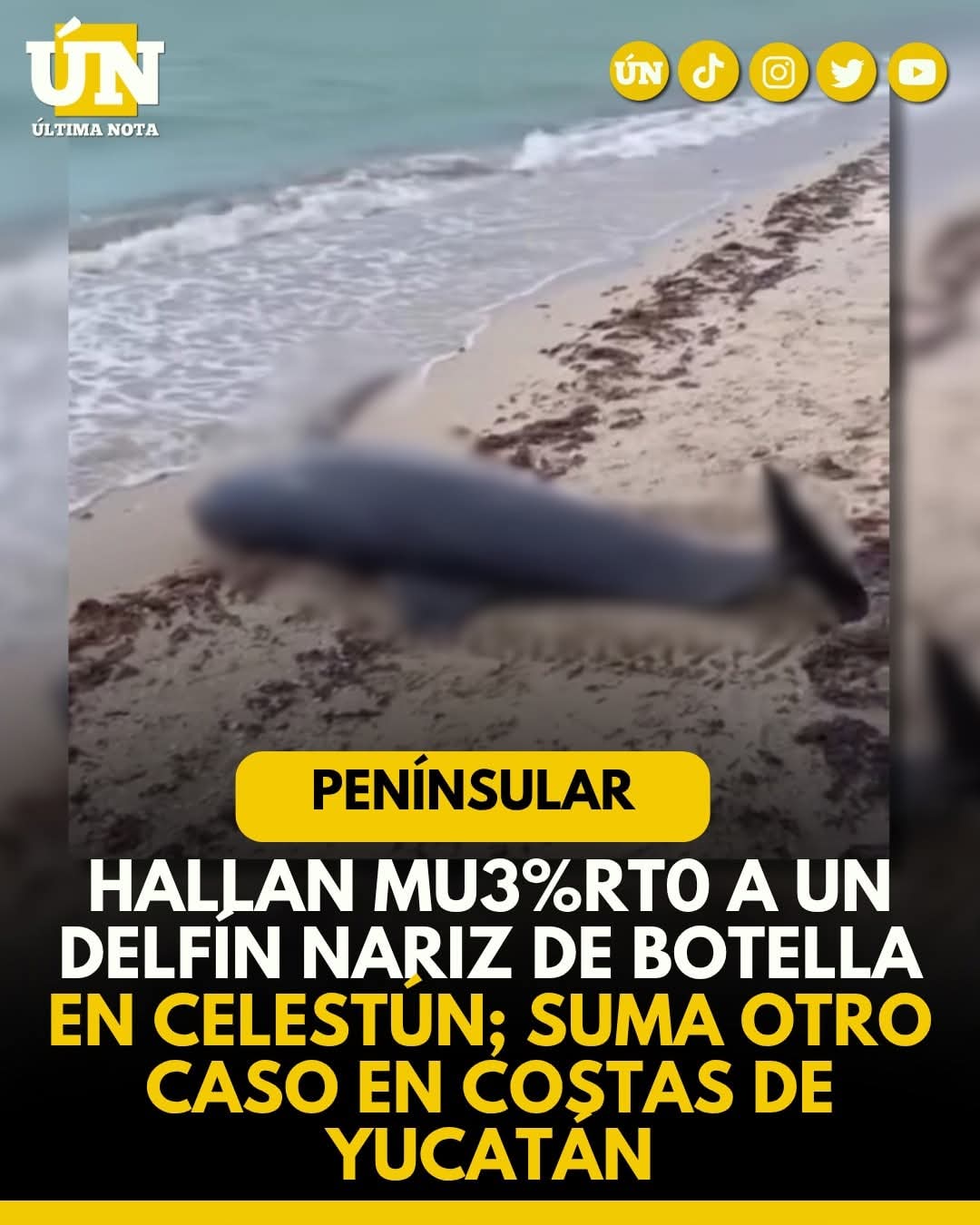 Hallan mu3%rt0 a un delfín nariz de botella en Celestún; suma otro caso en costas de Yucatán.