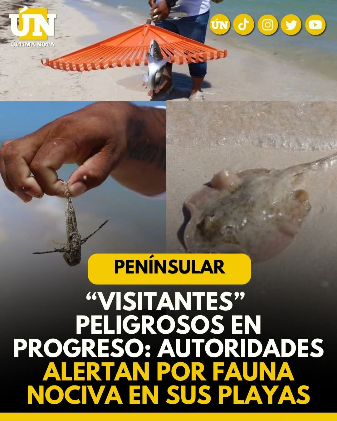 “Visitantes” peligrosos en Progreso: autoridades alertan por fauna nociva en sus playas.