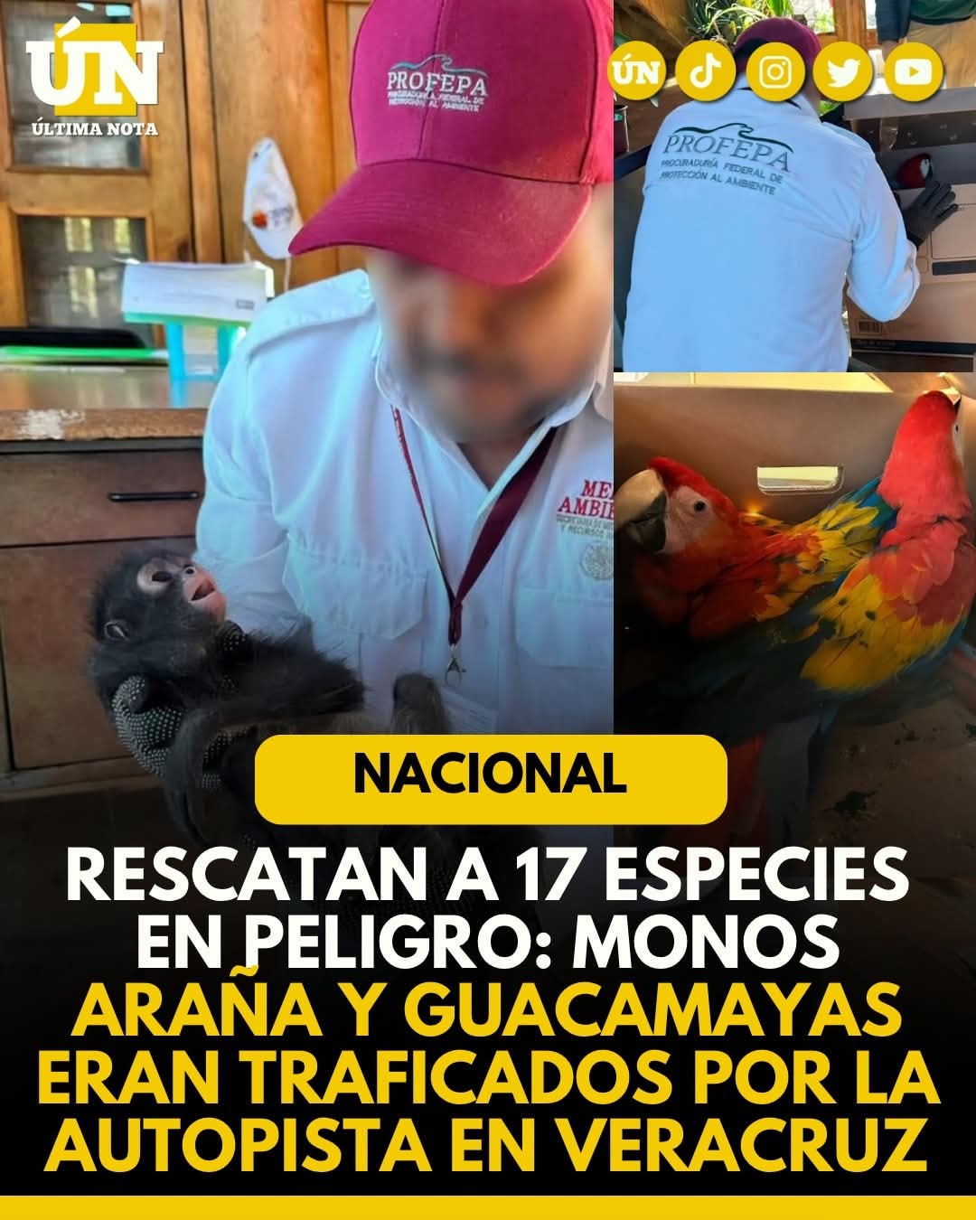 Rescatan a 17 especies en peligro: monos araña y guacamayas eran traficados por la autopista en Veracruz.