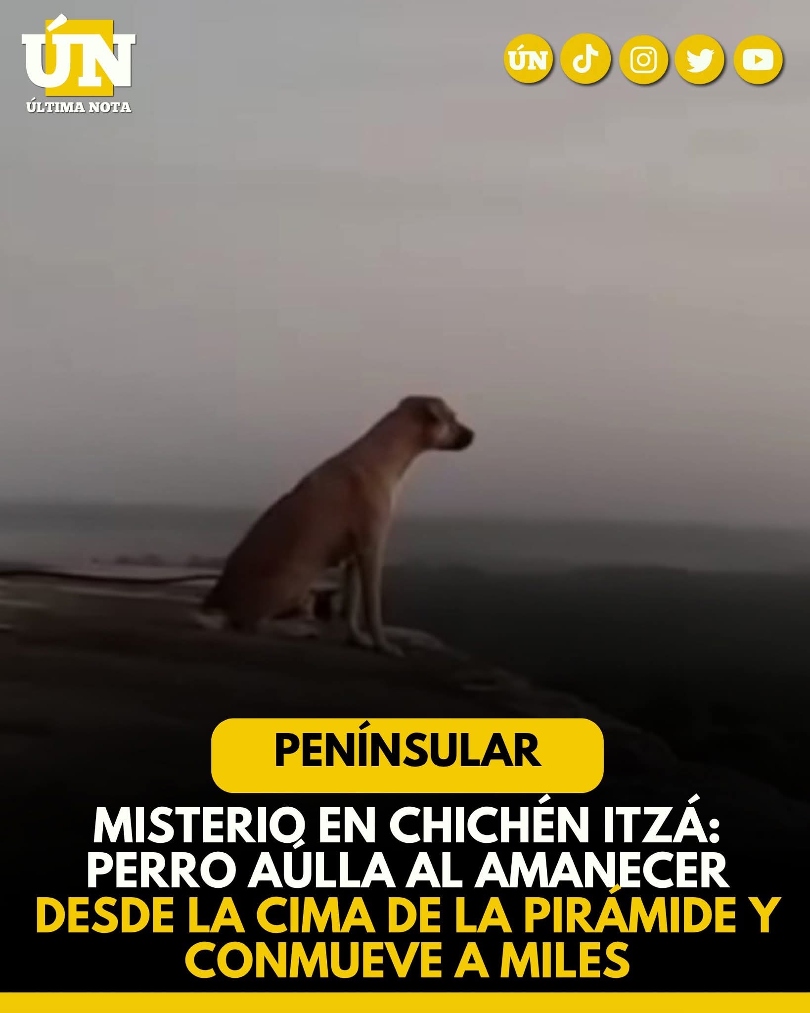 Misterio en Chichén Itzá: Perro aúlla al amanecer desde la cima de la pirámide y conmueve a miles.