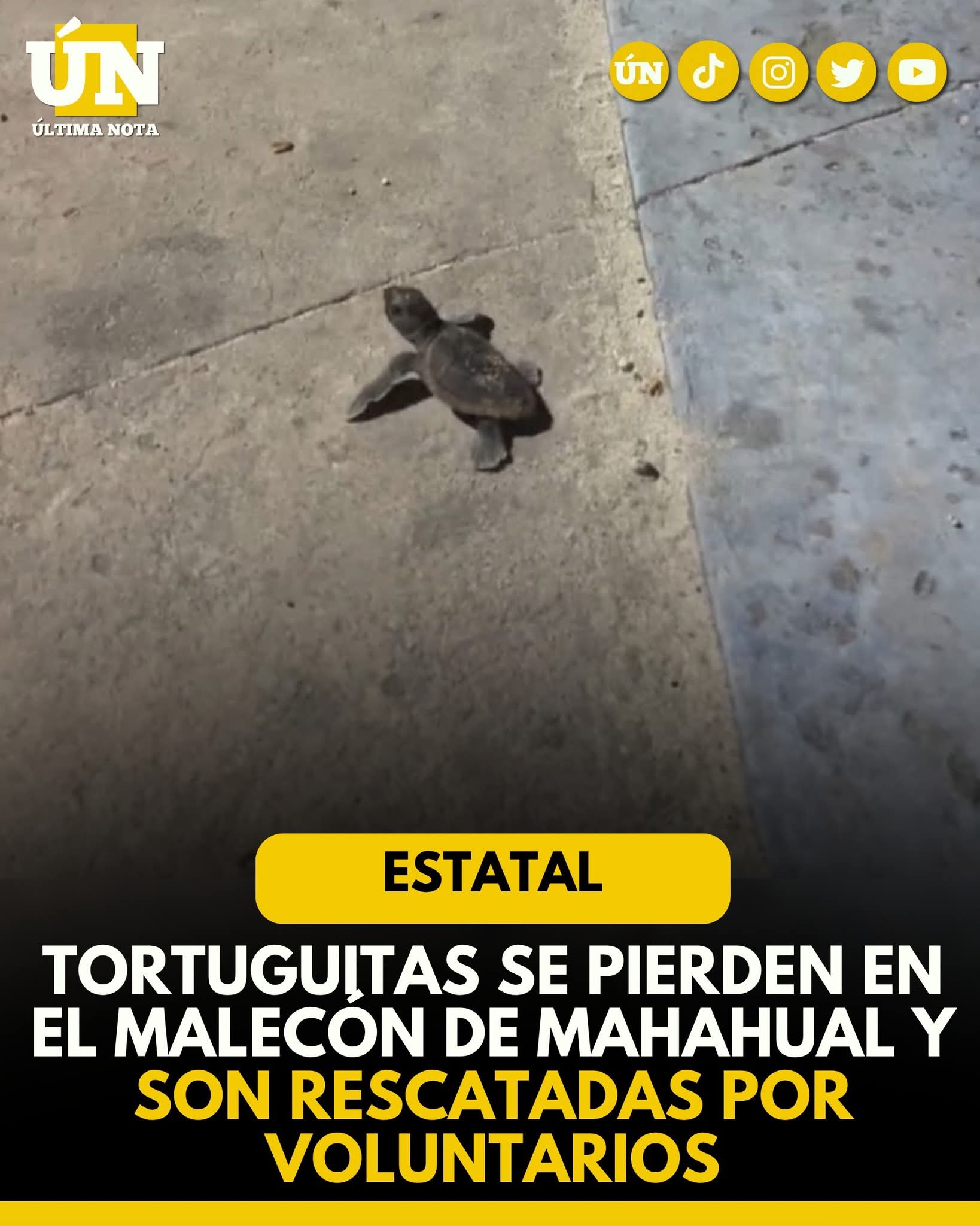 Tortuguitas se pierden en el malecón de Mahahual y son rescatadas por voluntarios.