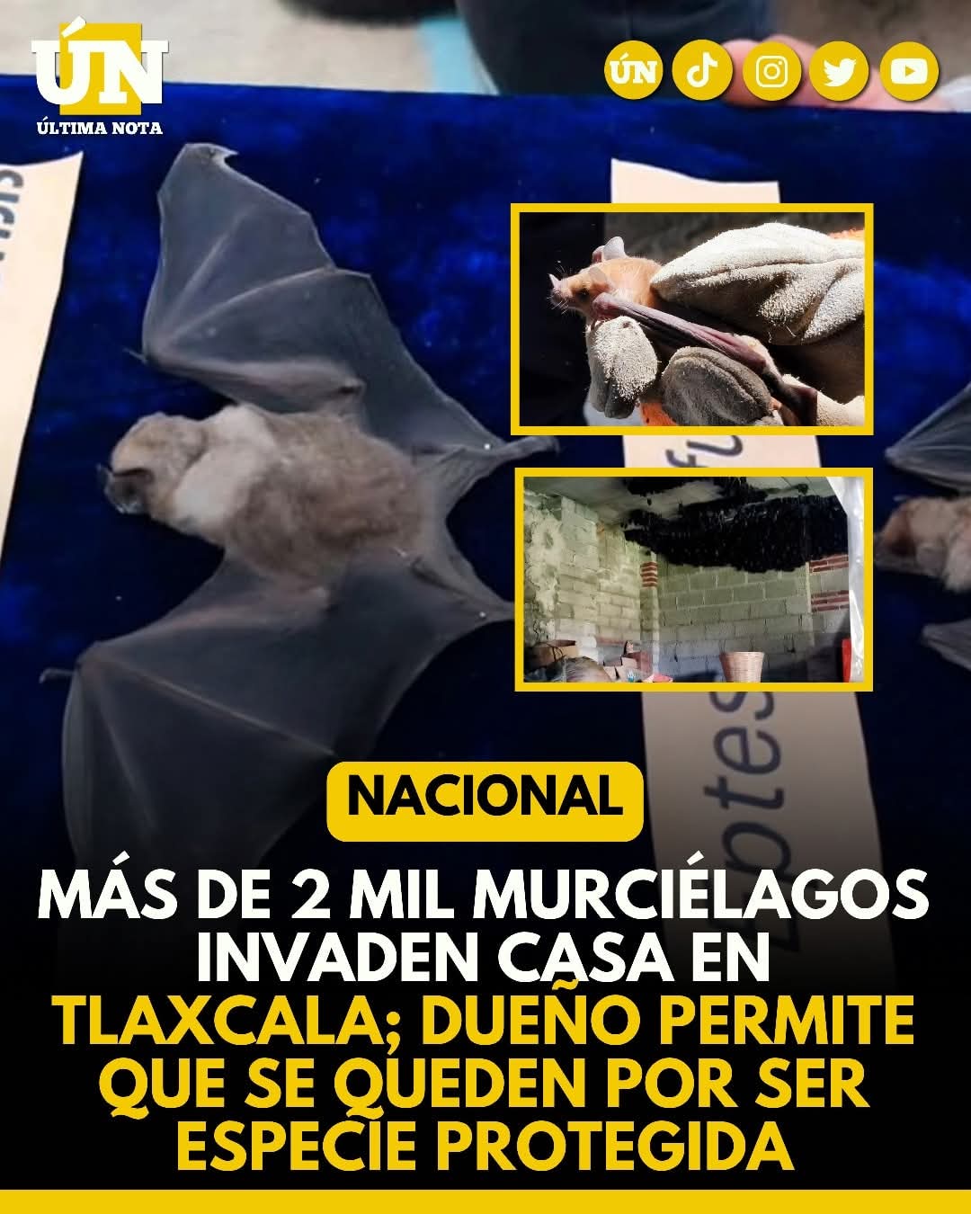 Más de 2 mil murciélagos invaden casa en Tlaxcala; dueño permite que se queden por ser especie protegida.
