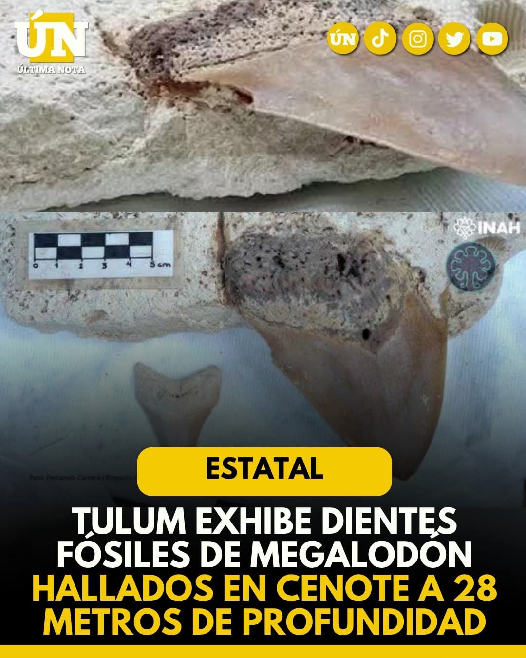 Tulum exhibe dientes fósiles de megalodón hallados en cenote a 28 metros de profundidad.