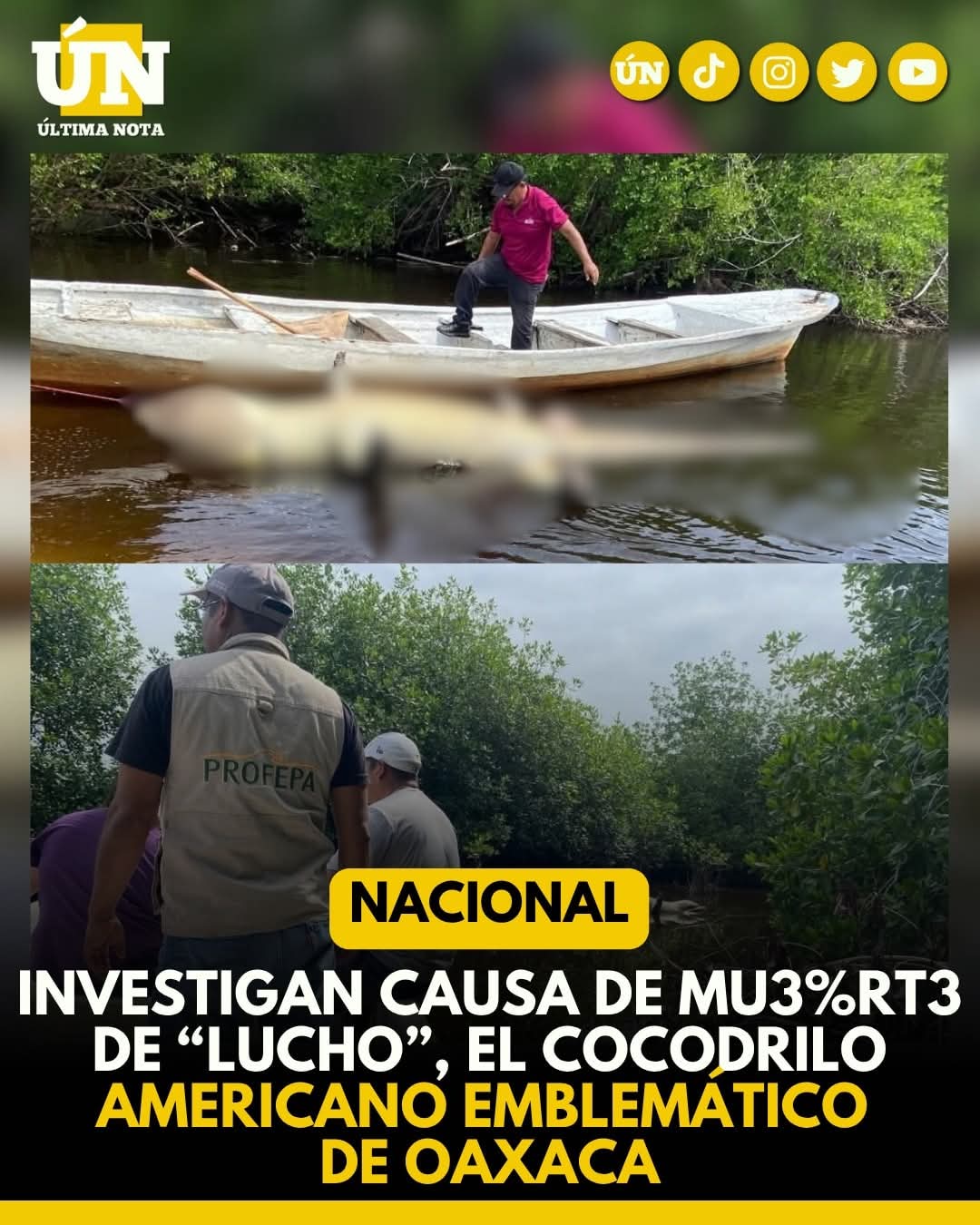 Investigan causa de mu3%rt3 de “Lucho”, el cocodrilo americano emblemático de Oaxaca.