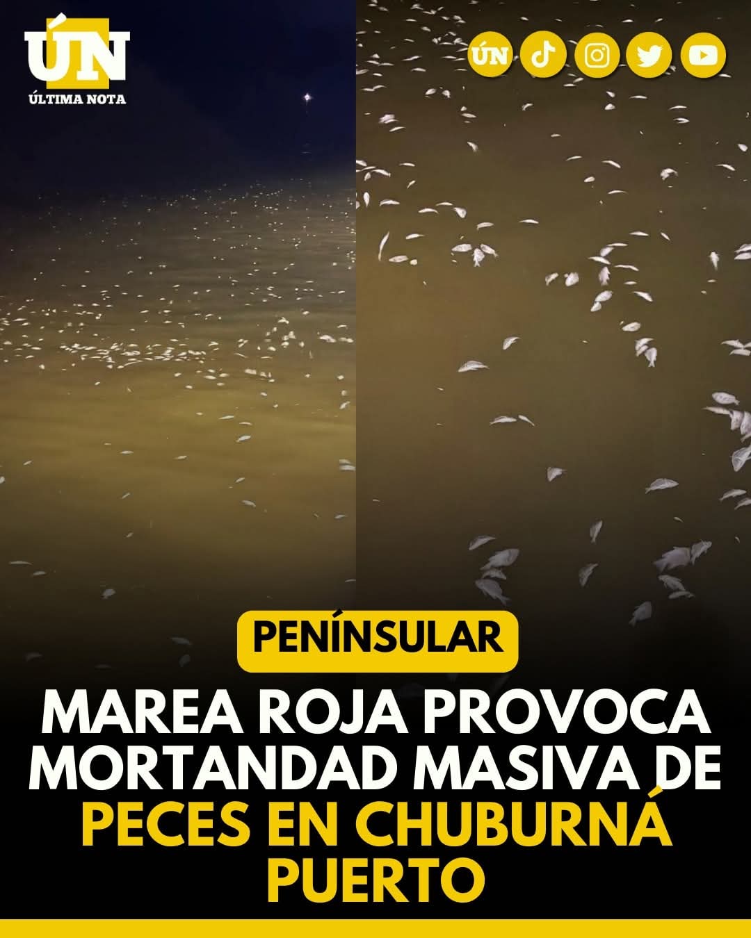 Marea roja provoca mortandad masiva de peces en Chuburná Puerto.