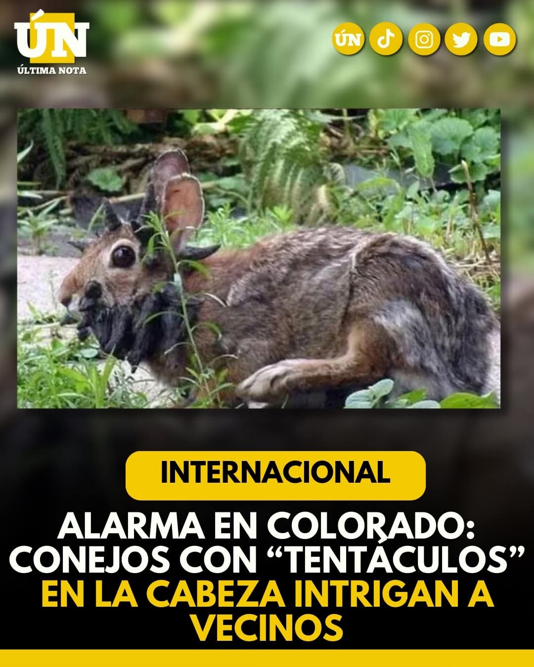 Alarma en Colorado: conejos con “tentáculos” en la cabeza intrigan a vecinos.