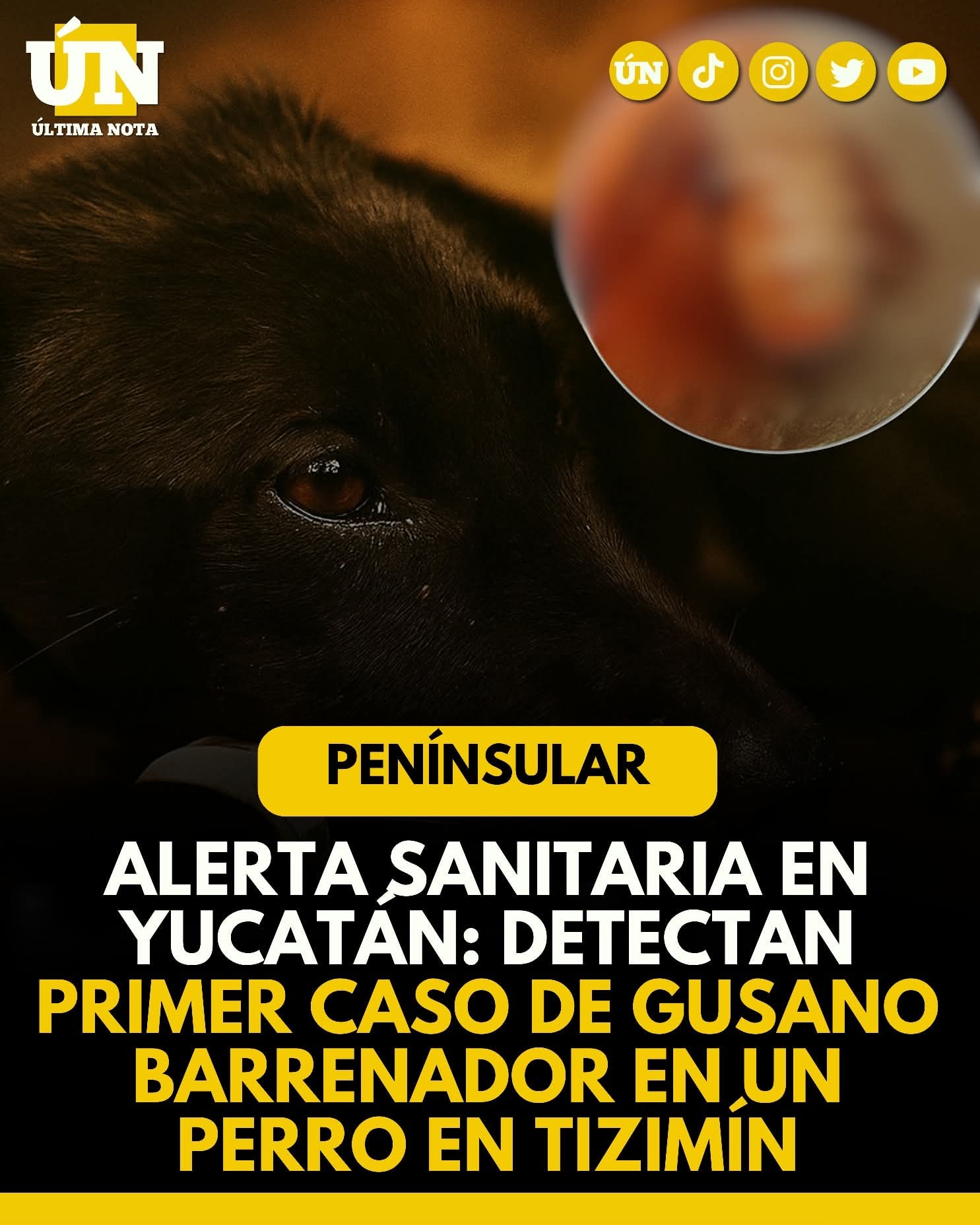 Alerta sanitaria en Yucatán: detectan primer caso de gusano barrenador en un perro en Tizimín.