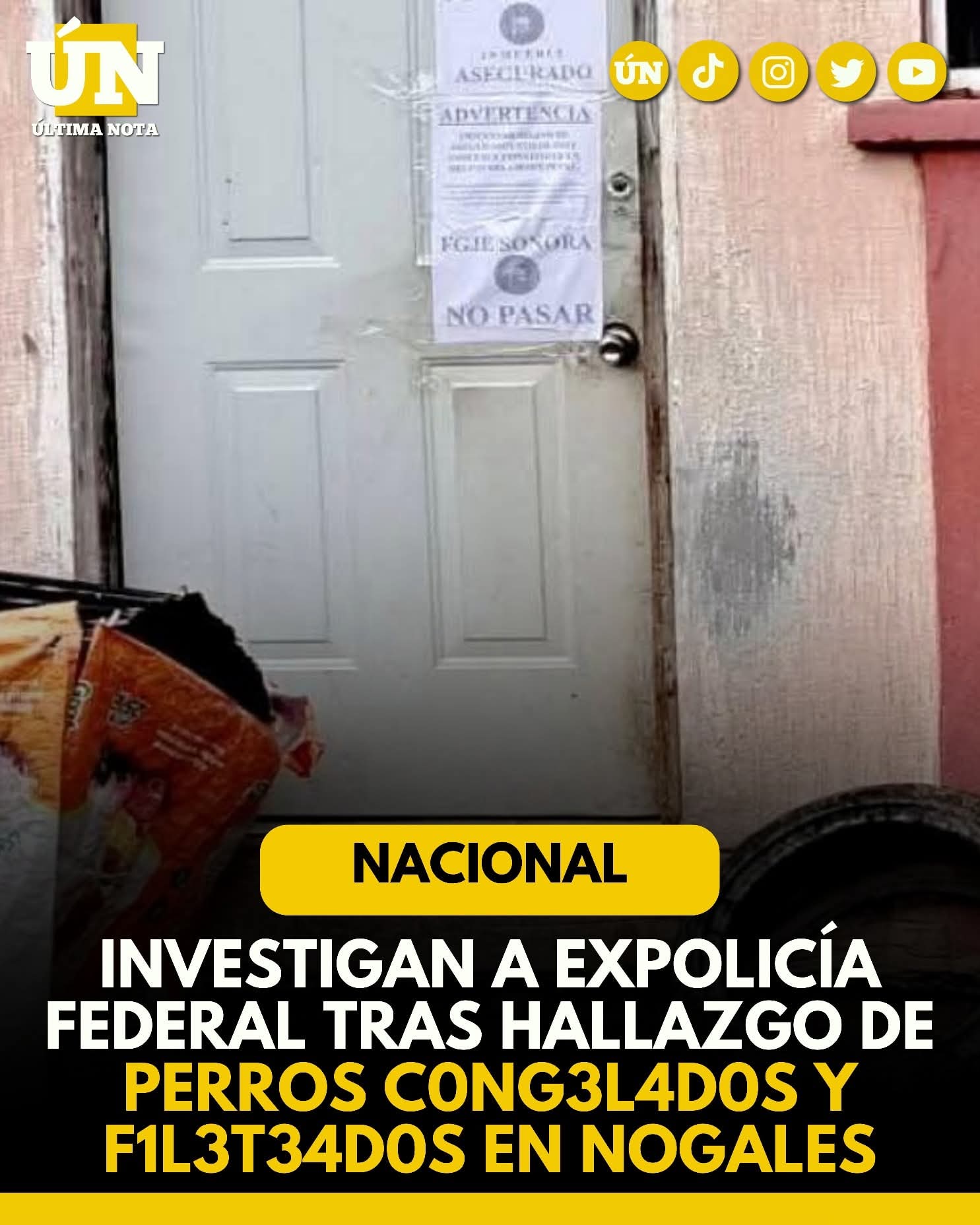 Investigan a expolicía federal tras hallazgo de perros c0ng3l4d0s y f1l3t34d0s en Nogales, Sonora.