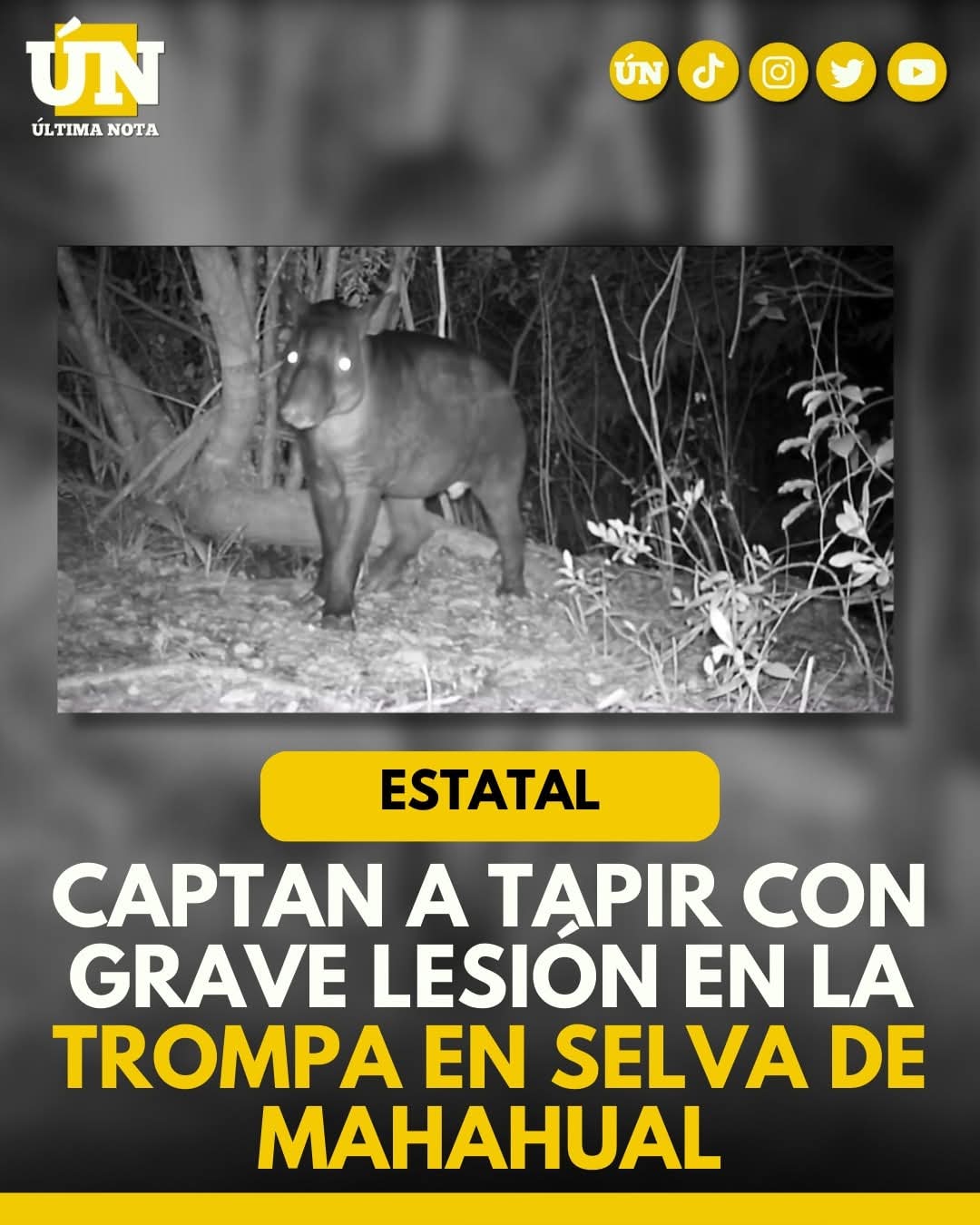 Captan a tapir con grave lesión en la trompa en selva de Mahahual.