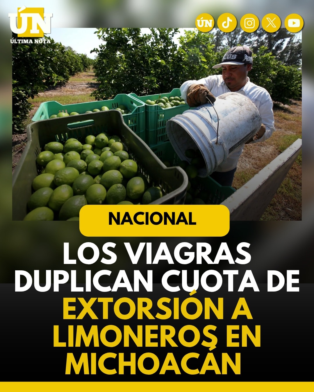Los Viagras duplican cuota de 3xt0rsi0n a limoneros en Michoacán.