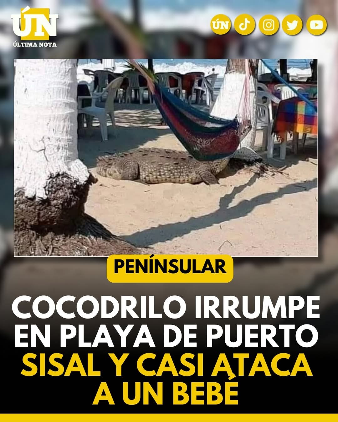 Cocodrilo irrumpe en playa de Puerto Sisal y casi 4t4c4 a un bebé.