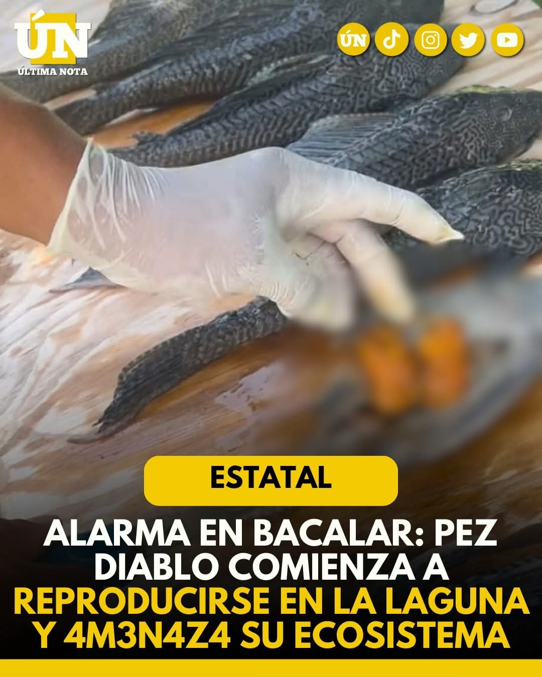 Alarma en Bacalar: pez diablo comienza a reproducirse en la laguna y amenaza su ecosistema.