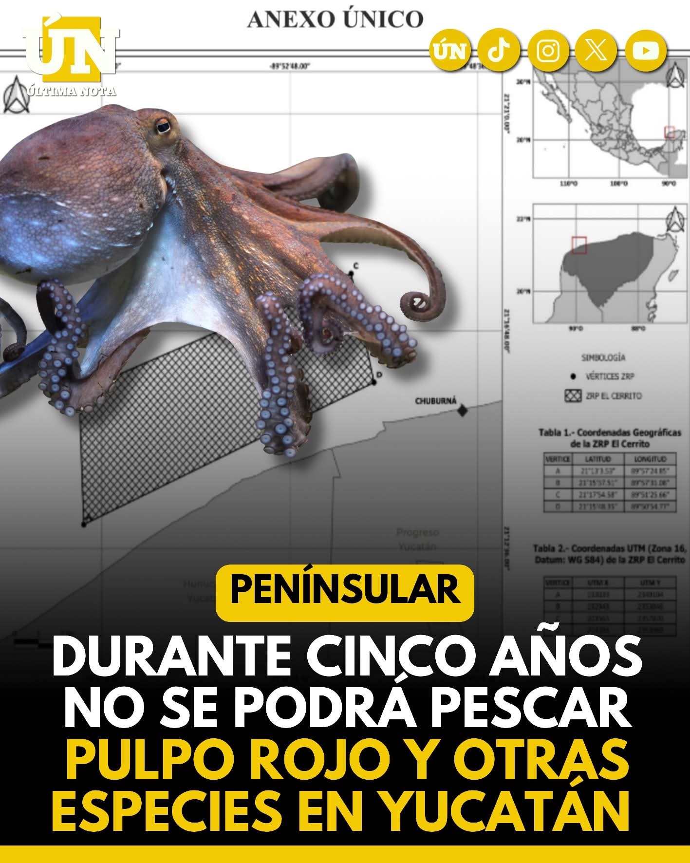 Durante cinco años no se podrá pescar pulpo rojo y otras especies en Yucatán.