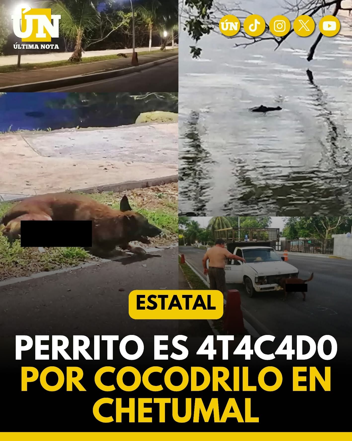4t4qu3 de cocodrilo deja grave a un perro en el bulevar de Chetumal.