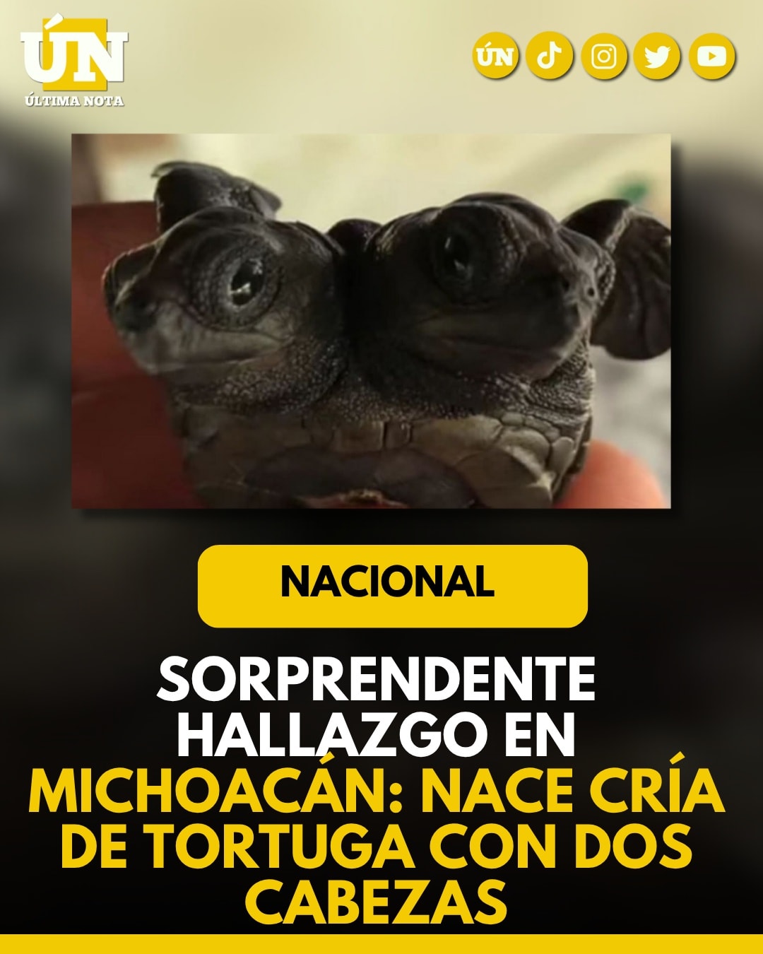 Sorprendente hallazgo en Michoacán: nace cría de tortuga con dos cabezas.