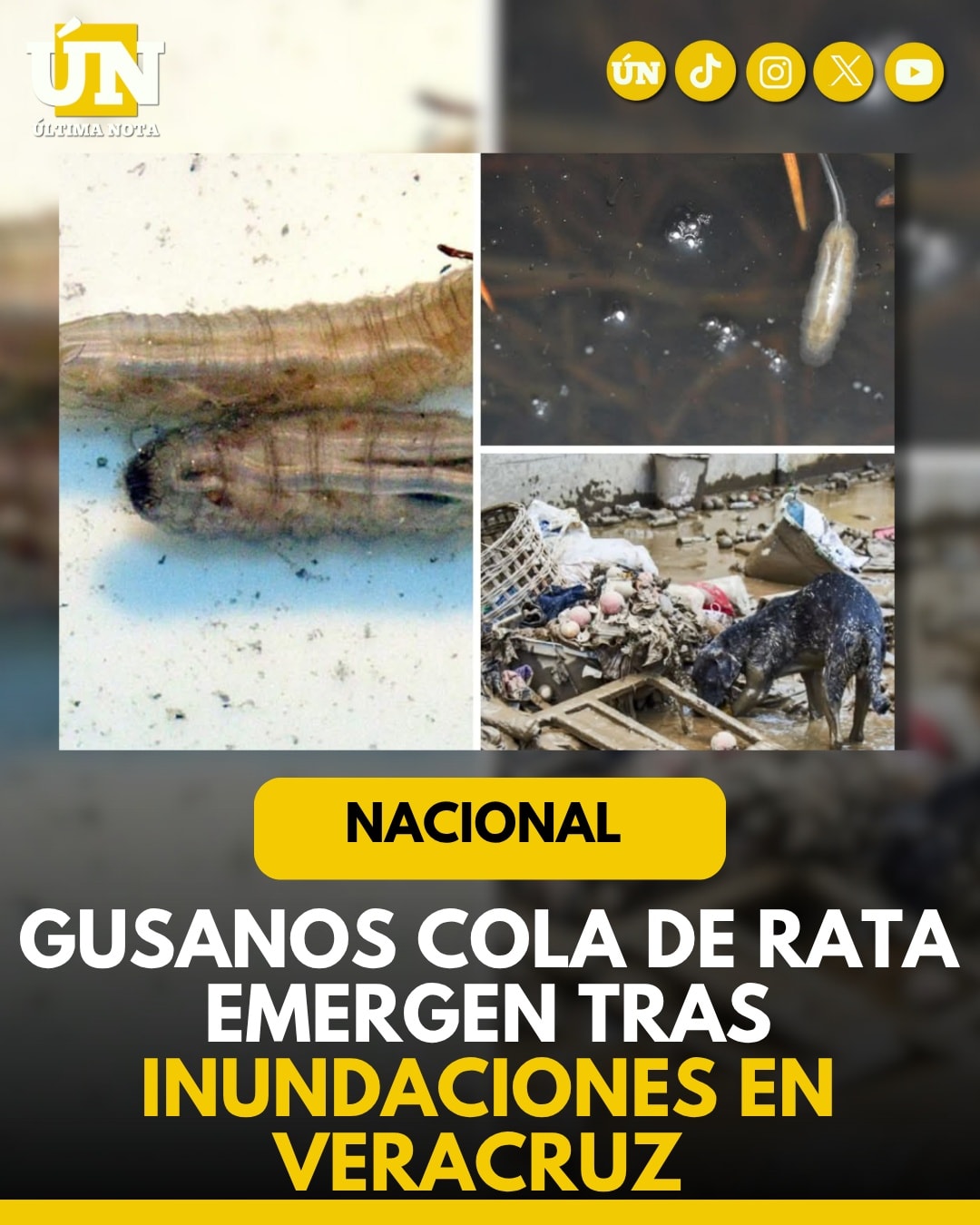 Gusanos cola de rata emergen tras inundaciones en Veracruz.