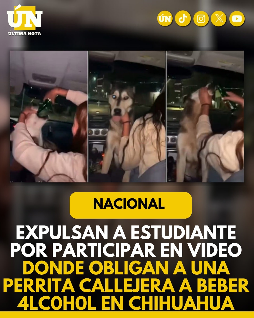 Expulsan a estudiante por participar en video donde obligan a una perrita callejera a beber alc0h0l en Chihuahua.
